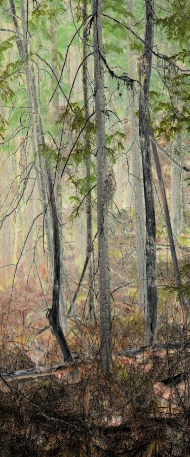 Trees in Spring by Eleanor Sweeney