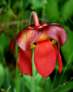 Pitcher Plant