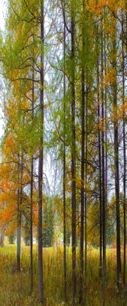 “Trees in Autumn” (Transformed)